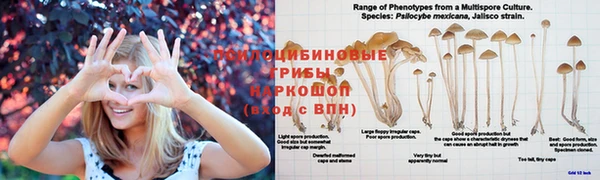 молекула духа Наволоки